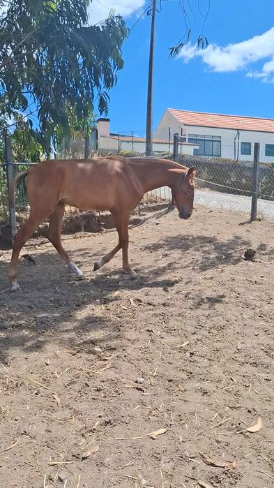Poldro lusitano com 1 ano