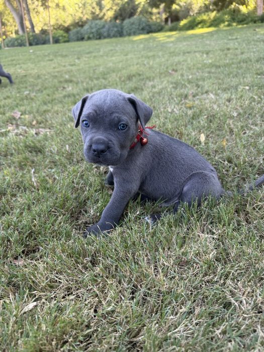Cane Corso Italiano - Macho Cinzento