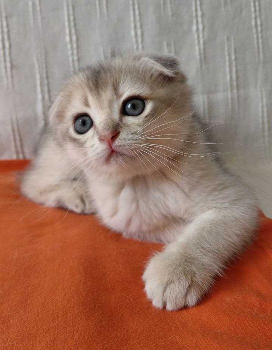 Шотландская золотая шиншилла (голубое золото)