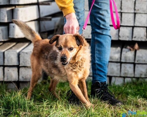 Miły, kochany piesek BALONIK rozgląda sie za domkiem!