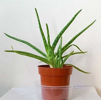 aloes leczniczy, zdrowa roślina