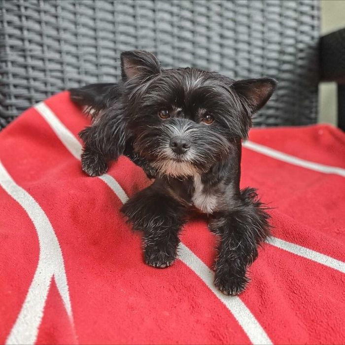 Yorkshire terrier Chłopczyk Hugo