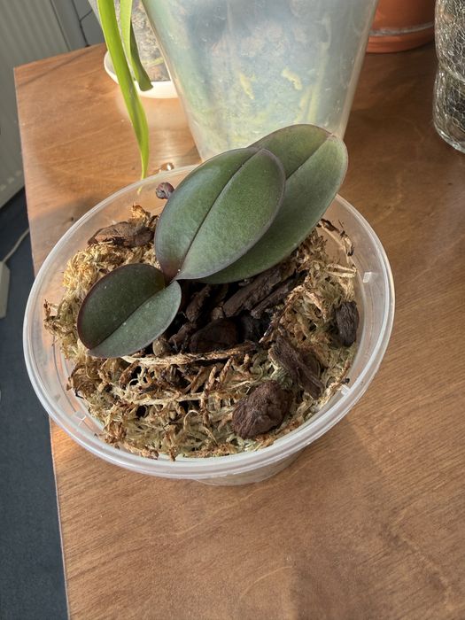 Орхідея підліток Unicorn (єдиноріг) з квітконосом