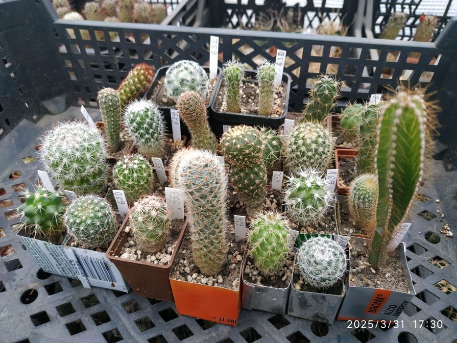 Набір-колекція кактусів, 25 видів