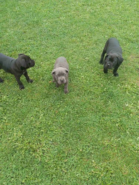 Кане - Корсо цуценята