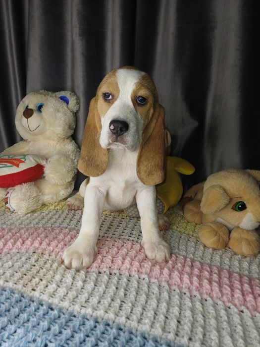 Біглята з документами