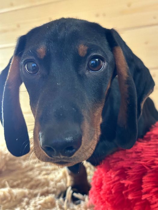 Гладка такса з документами/ чорнопідпала такса / гладкошерстная такса