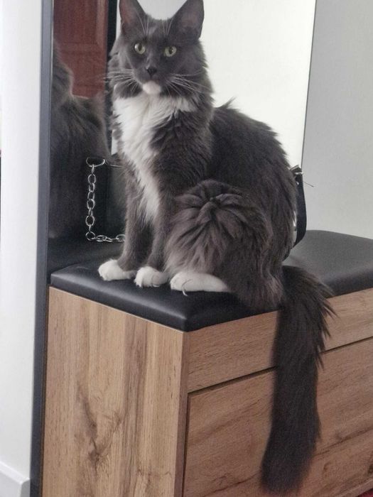 Kotka Maine Coon CLEO