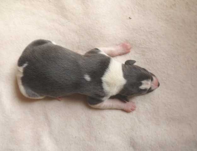 Chart Angielski Whippet, błękitny piesek