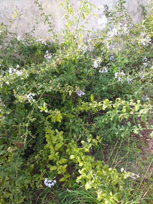 Plumbago auriculata ou jasmin azul ou Bela Emilia