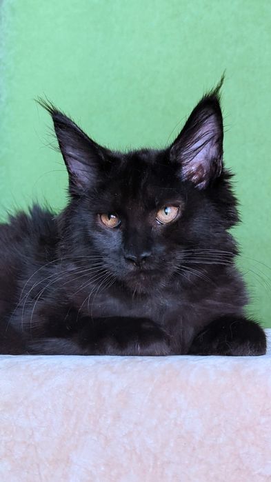 Солодки велетни Мейн Кун