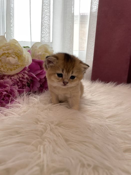 Золота шиншила, шотландська, кошенята