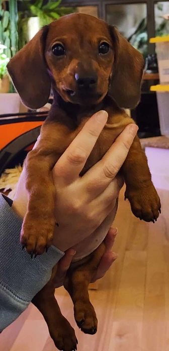 Карамельне диво з великим серцем