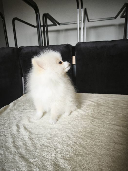 Szpic miniaturowy pomeranian