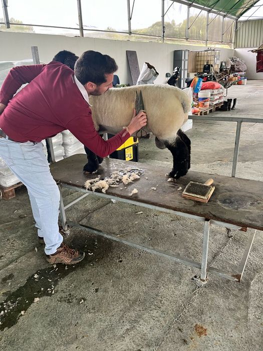 Passeios de cães com responsabilida e amor