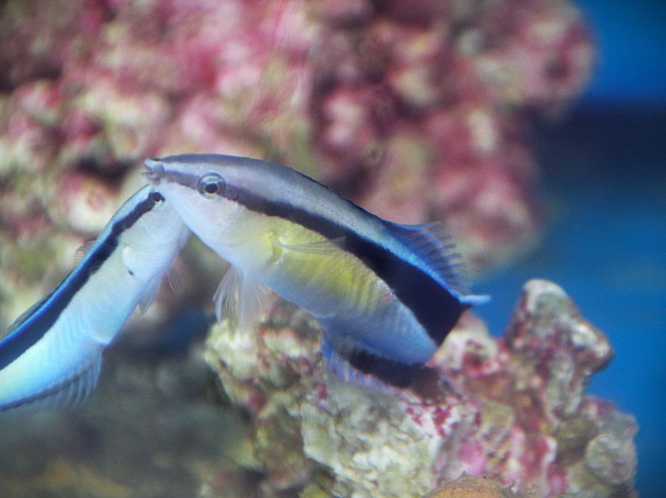 Labroides dimidiatus,  morskie