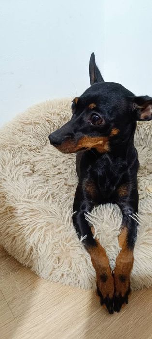 Oddam suczkę rasy pinczer miniatura