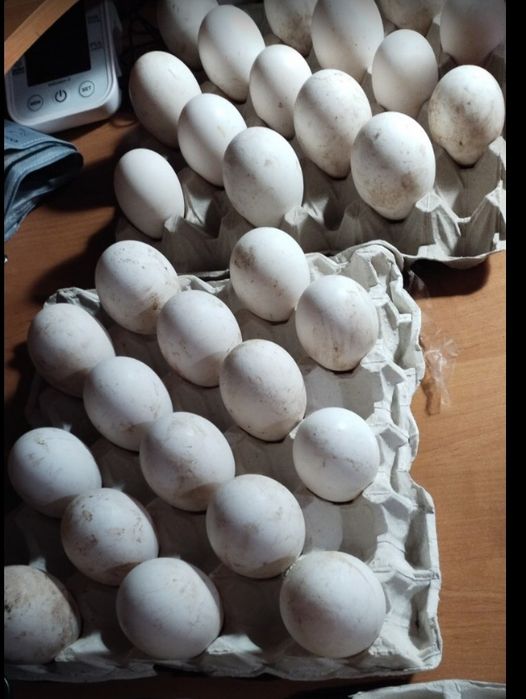 Мускусна качка Інкубаційні яйця