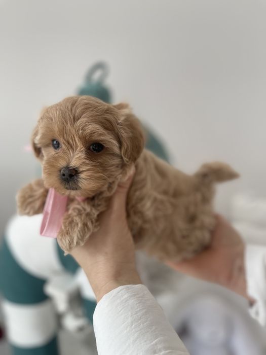 VIP Мальтипу F1 — Шукаєте щастя в пухнастому вигляді? Це воно!