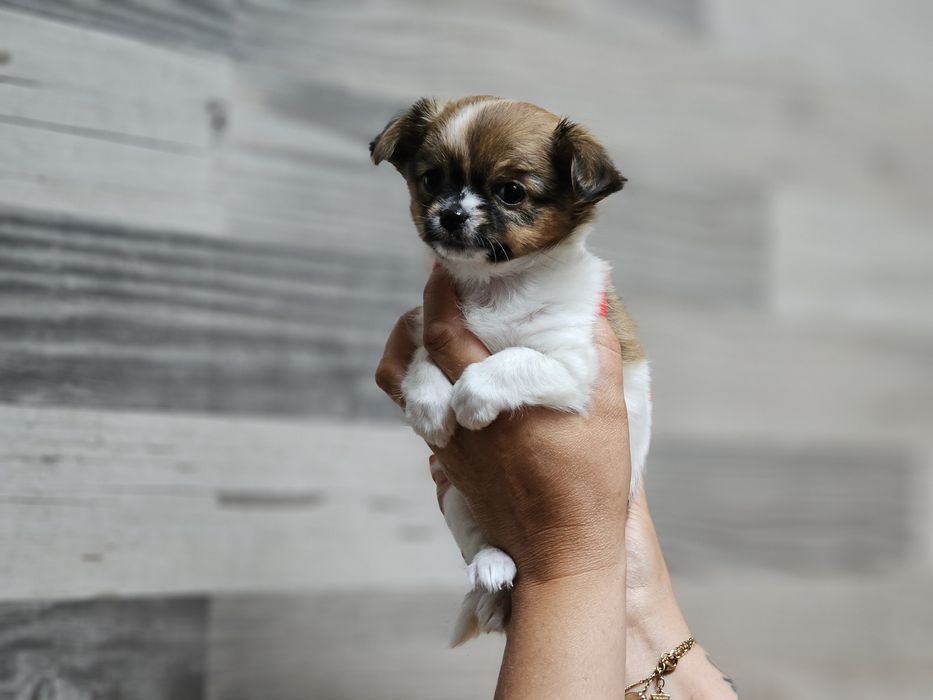 Chihuahua długowłosa dziewczynka LATTE
