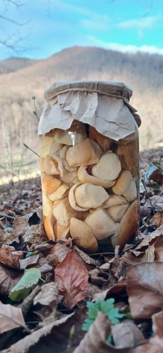 Гриби білі мариновані, консервовані, карпатські