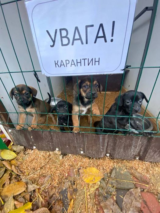 Цуценята хлопчики та дівчата