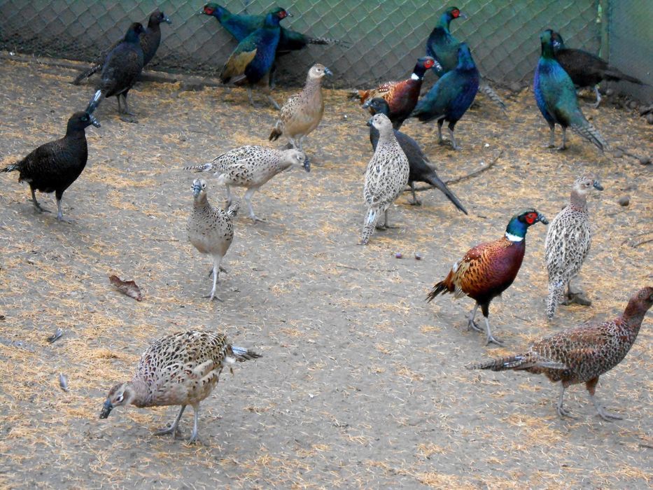 Bażanty melanistyczne  kury