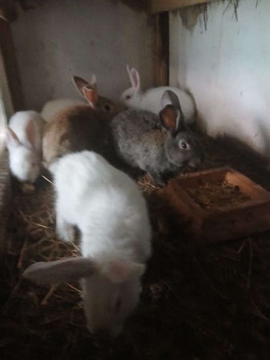 Продам кролі різного віку,малі і великі