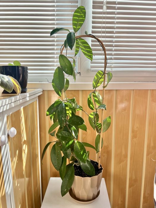 Квіти - хойя, фіалки