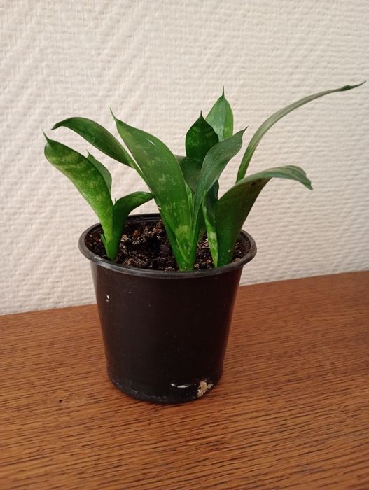 Сансевиерия лист с желтой полосой