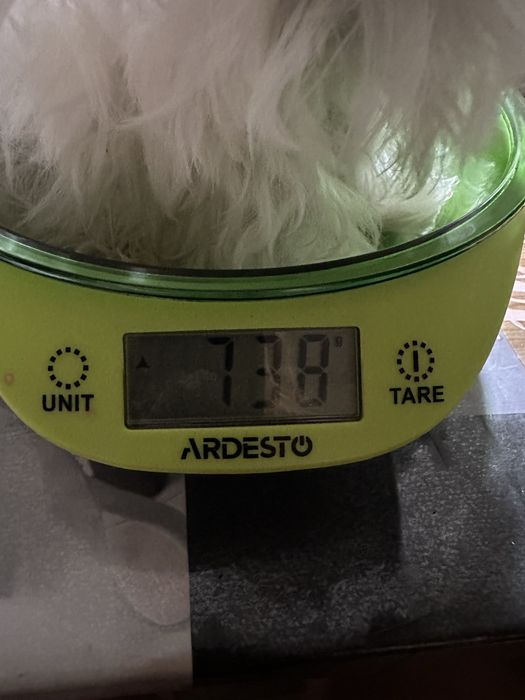 Щенок мальтийской болонки