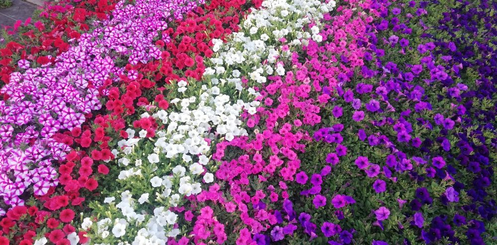 Sprzedam kwiaty rabatowe pelargonia Vista aksamitka