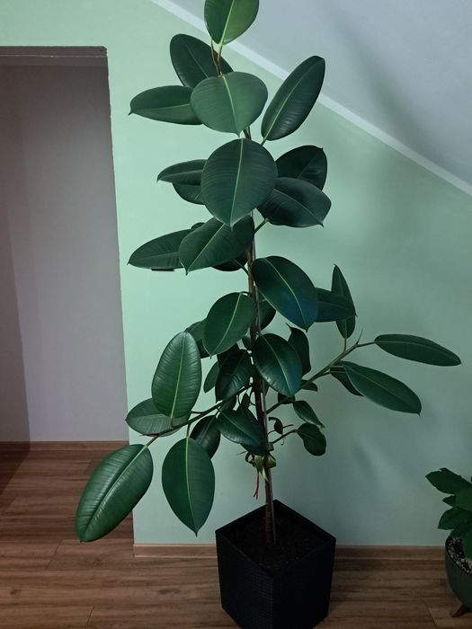 Kwiat fiskus robusta