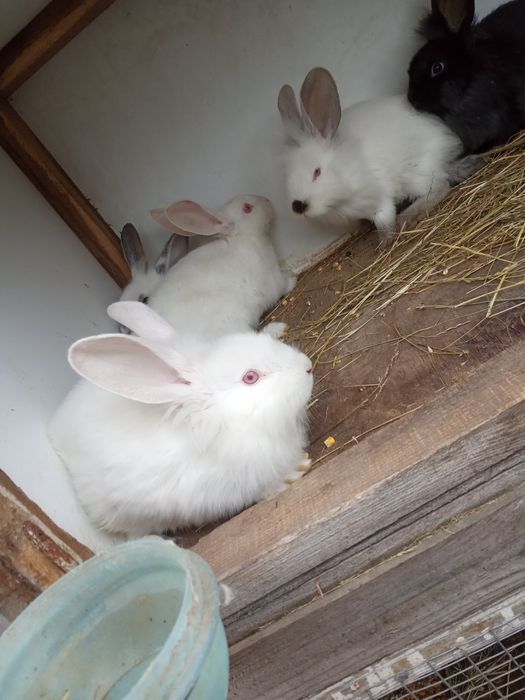 Кролик не породесті простяки