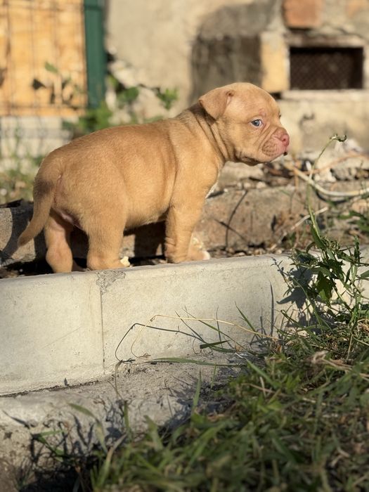 Американ буллі,покет,екзот