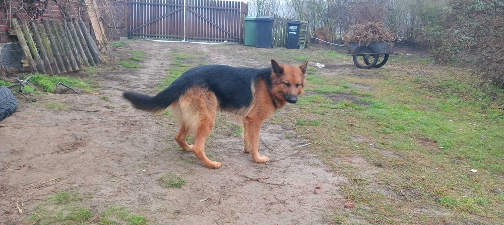 Pieski szukają nowego domu