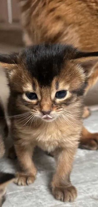 Сомалийские котята=Девочка