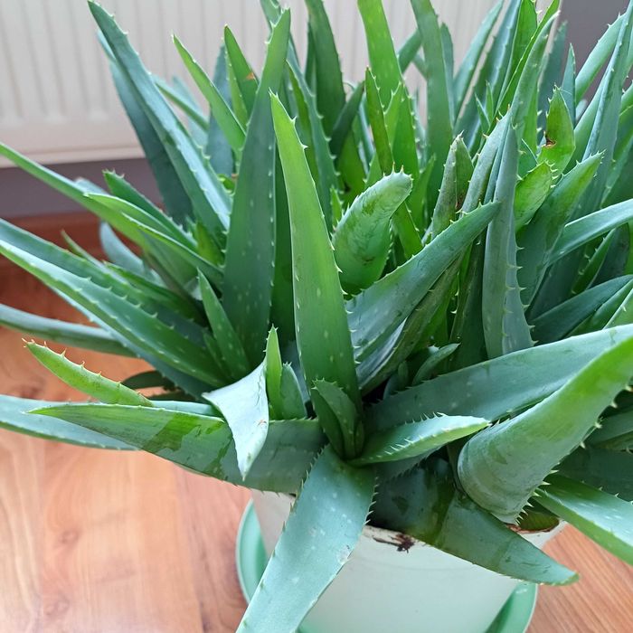 Aloes zdrowotny ,drzewiasty  i ogrodowy 4 letni ,za szti