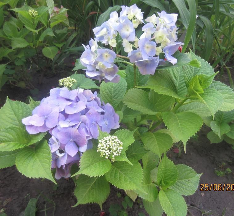 Гортензия крупноцветковая садовая