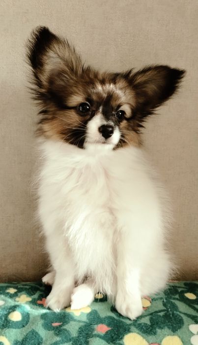 Папійон щеня 3  місяці. Хоче до дому