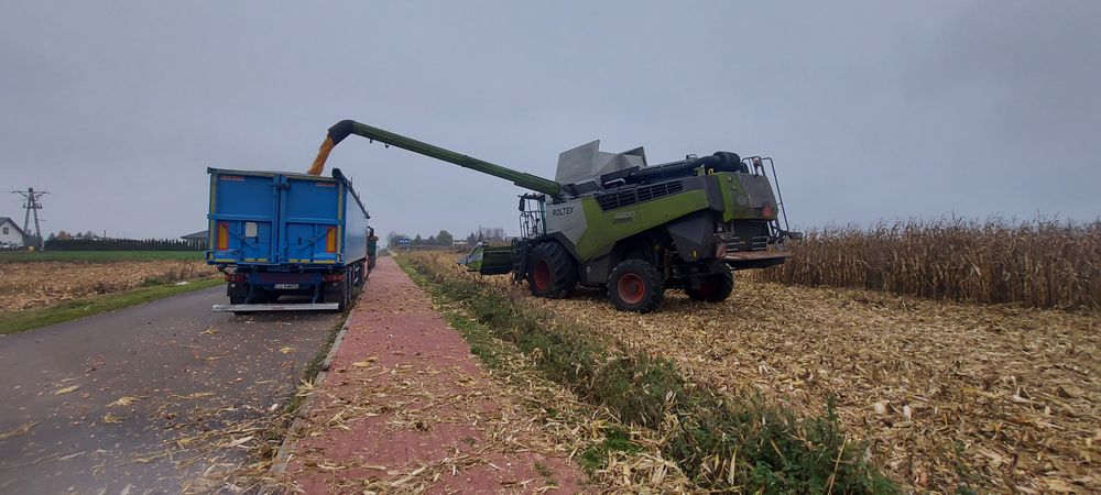 Skup zboża, siew kukurydzy rzepaku owies, pszenica, żyto, wapno, RSM,
