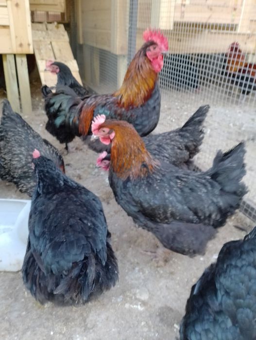 Kury Marans  po lęgowe