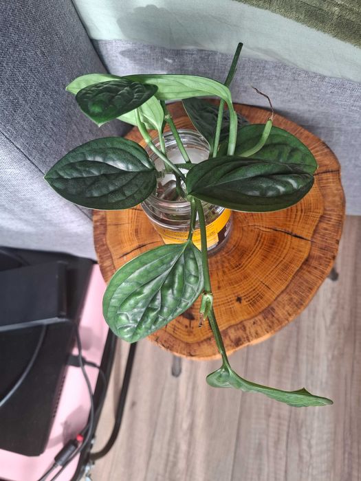 Monstera Karstenianum Peru
