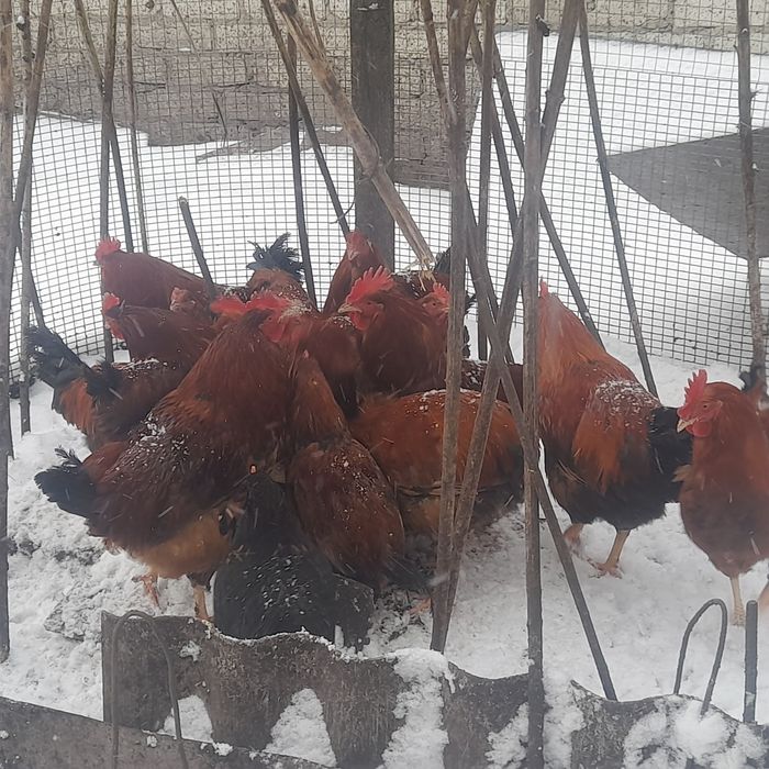 Продам домашних красных петухов на развод или на мясо.