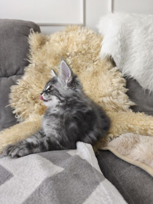Kotka Maine coon Aqua