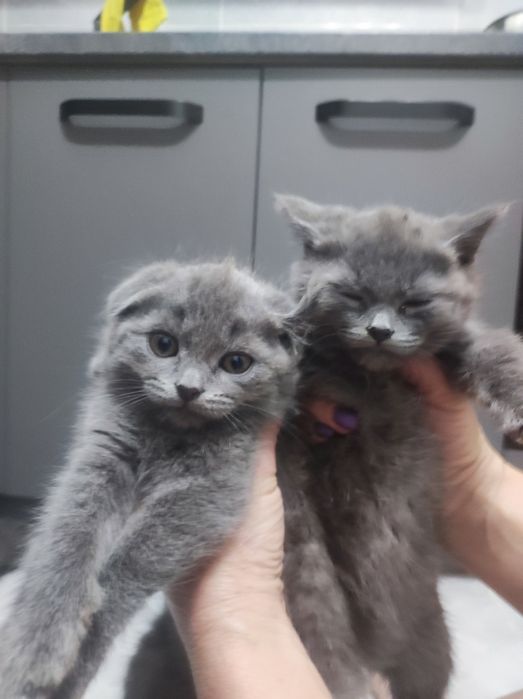 продать котиків шот