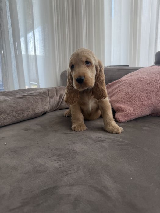 Cocker menino  lindo