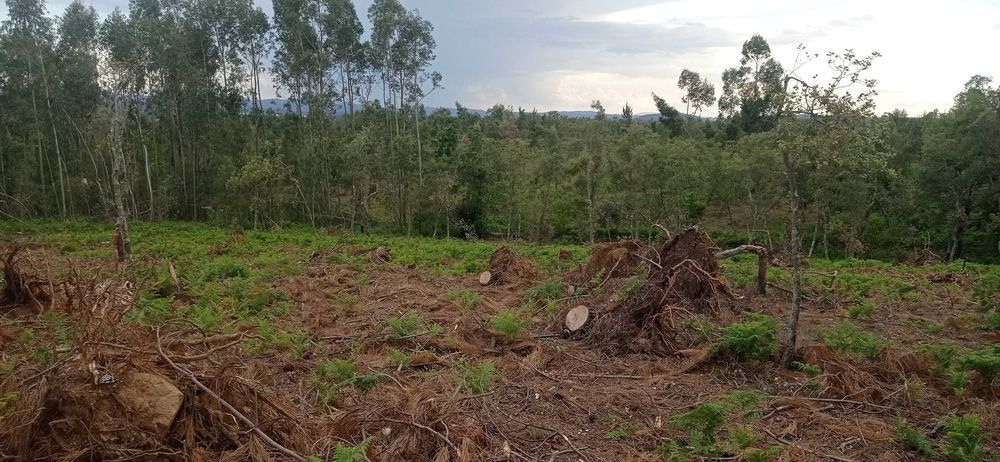 Terreno Rústico com 17500 mts na Sertã