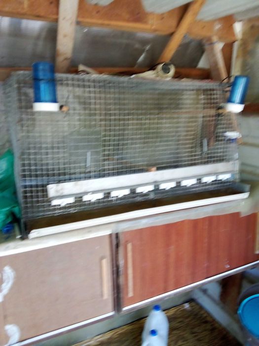 Gaiolas para criação de Canários