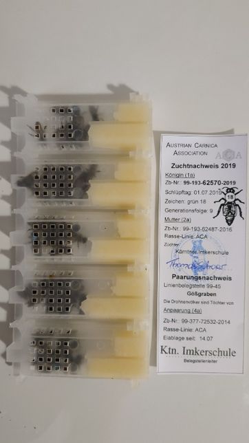 Плодные меченые матки породы Карника Пешец (Peschetz)